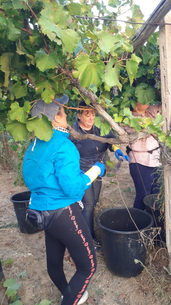 SICCITÀ: COLDIRETTI PUGLIA, ACCELERARE ITER STATO CALAMITÀ; CROLLO PRODUZIONE OLTRE 60% DA GRANO E VENDEMMIA