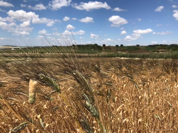 COLDIRETTI PUGLIA, BOOM PASTA DA GRANI ANTICHI