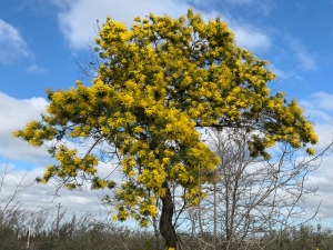 COLDIRETTI PUGLIA, COLTURE E ALBERI INGANNATI DA AUTUNNO CALDO