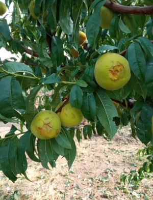 COLDIRETTI PUGLIA, GRANDINE SI ABBATTE SU VIGNE, PESCHE E OLIVE