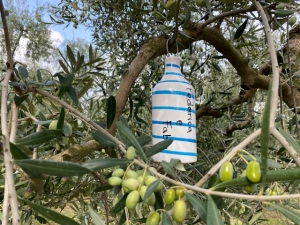 Coldiretti. Adotta un albero e l&#039;olio sarà tuo