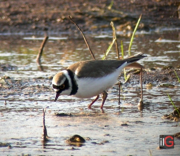 Intervento del Centro fauna selvatica per la nidificazione di Corriere piccolo sulla spiaggia di Apani