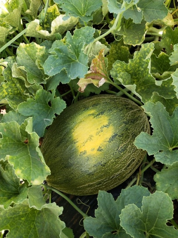 CALDO: COLDIRETTI PUGLIA, BRUCIA FRUTTA E VERDURA NEI CAMPI