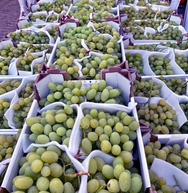 COLDIRETTI PUGLIA, ANNATA RECORD PER UVA DA TAVOLA PUGLIESE