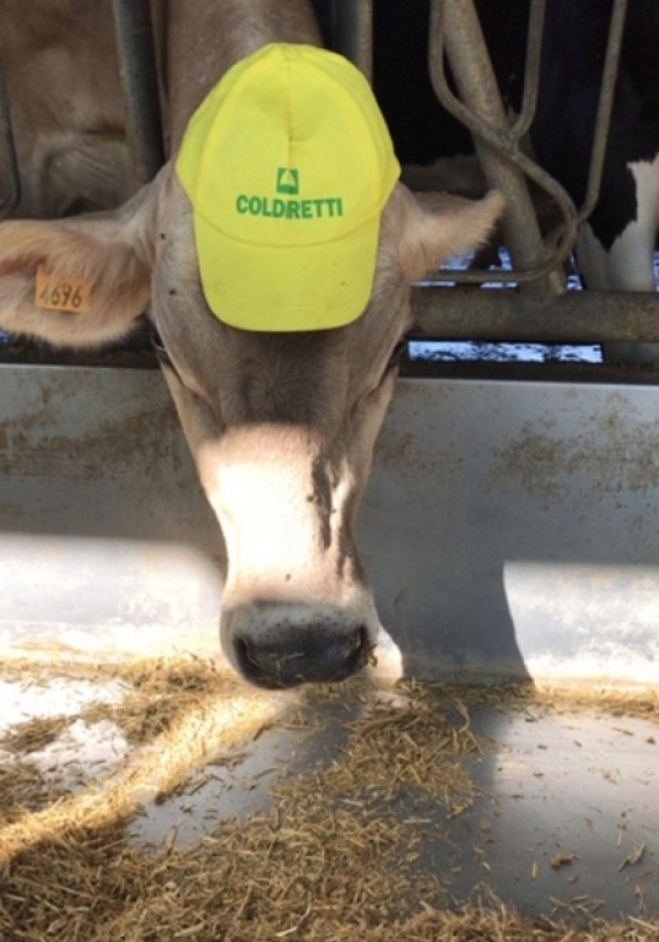 Il “Grande Fratello” è arrivato in campi e masserie, stalle e pascoli