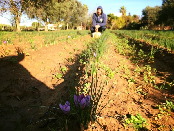 ZAFFERANO: COLDIRETTI PUGLIA, IN SALENTO I GIOVANI RIPARTANO DALL&#039;ORO ROSSO