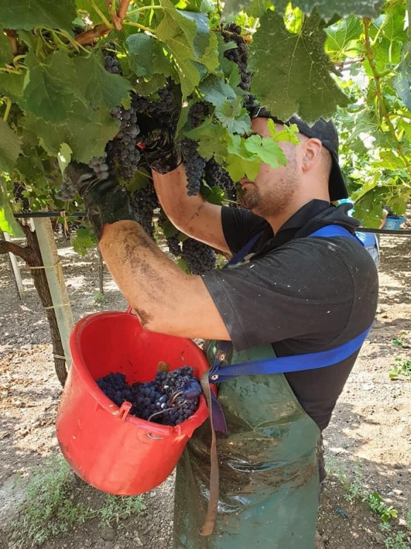 E la vendemmia va...