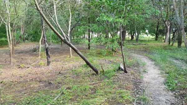 GIORNATA FORESTE: COLDIRETTI PUGLIA, SOLO 9,8% BOSCHI IN PUGLIA