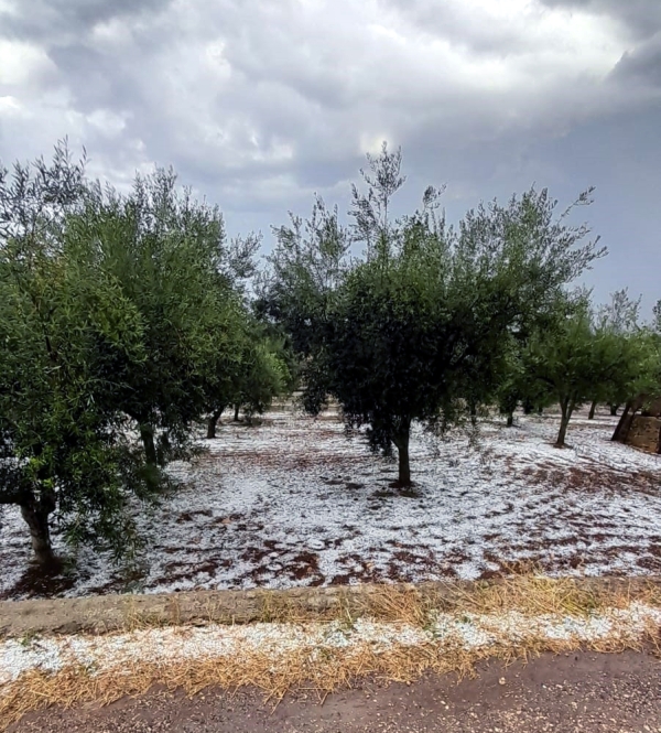 MALTEMPO: COLDIRETTI PUGLIA, DOPO LUGLIO DA INCUBO AGOSTO CON GRANDINATE KILLER