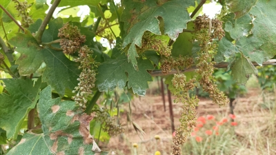 COLDIRETTI PUGLIA, BENE RICHIESTA DECLARATORIA URGENTE DANNI PERONOSPORA