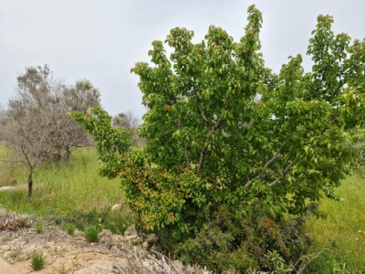 COLDIRETTI PUGLIA, ALBICOCCHE REGINE DELLE VARIETA’ A TAVOLA CON FICHI E UVA