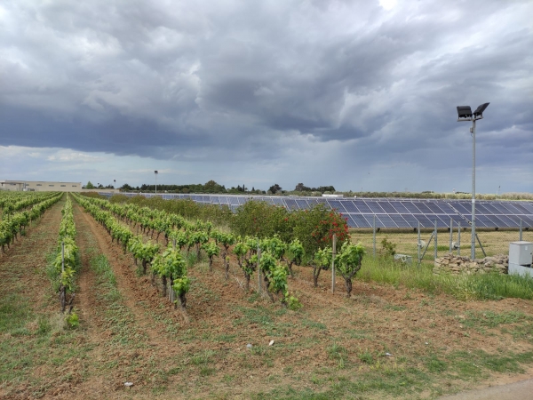 CONSUMO SUOLO: COLDIRETTI PUGLIA; TERRA MANGIATA DA IMPIANTI FOTOVOLTAICI