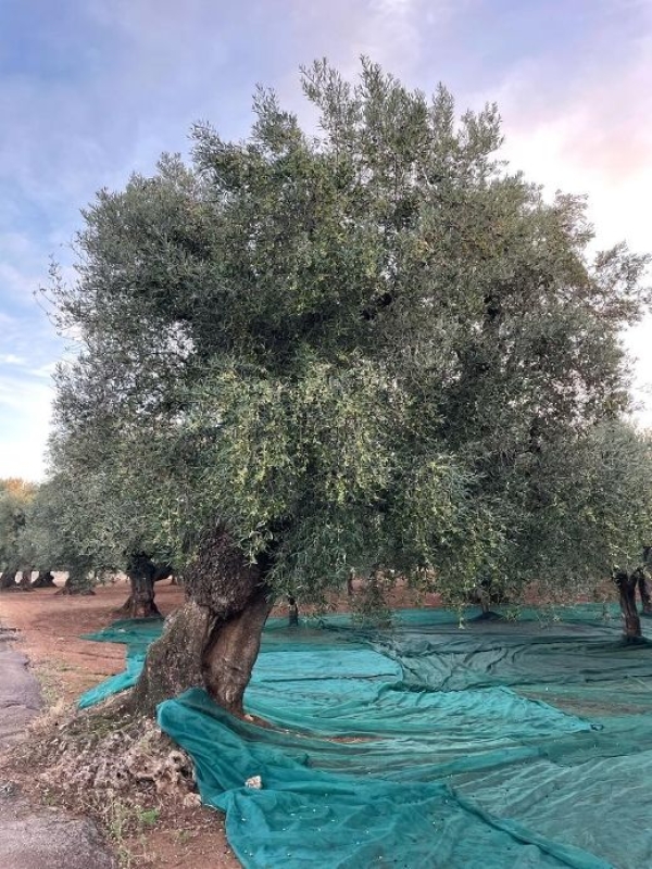 COLDIRETTI PUGLIA, 180 ALBERI MONUMENTALI PUGLIESI IN ALBO VERDE NAZIONALE