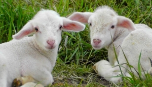 PASQUA: COLDIRETTI PUGLIA, IN 4 TAVOLE SU 10 AGNELLO SALVA-PASTORI