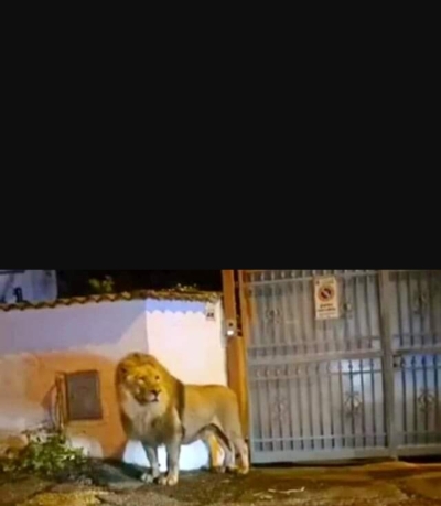 Il leone fuggito dal circo è tornato in gabbia. Appello degli animalisti