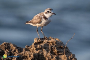 I fratini stanno nidificando a Torre Guaceto: &quot;Non portate i cani in riserva&quot;