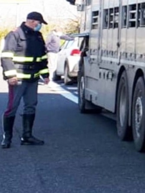 11 CAVALLI SALVATI DALLA POLIZIA STRADALE DI BRINDISI