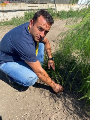 COLDIRETTI PUGLIA, SPECULAZIONI E GUERRA COLPISCONO ANCHE ASPARAGI