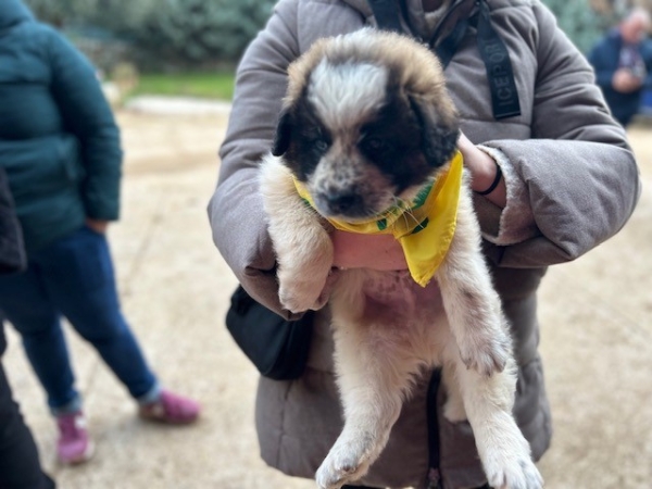 S. ANTONIO: COLDIRETTI PUGLIA, IN PUGLIA CRESCE AMORE PER ANIMALI DA AFFEZIONE; SONO 731MILA