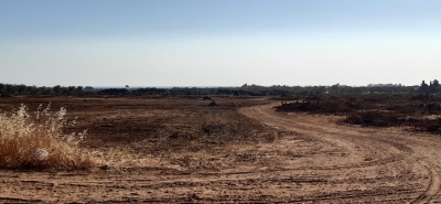 Lì dove una volta c&#039;erano alberi secolari di olivi oggi c&#039;è una spianata di terra