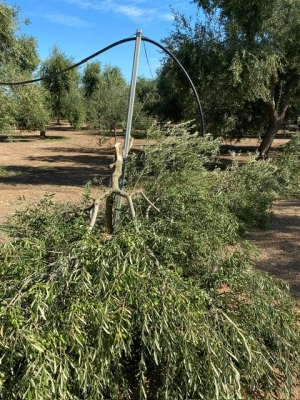 CONTINUA LA MATTANZA DI OLIVI ALLE PORTE DELLA RACCOLTA