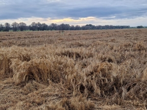 Il maltempo continua a mettere in ginocchio l&#039;agricoltura