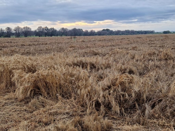 Il maltempo continua a mettere in ginocchio l&#039;agricoltura