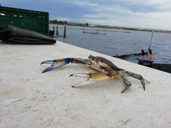 CALDO: COLDIRETTI PUGLIA, E’ SOS SPECIE ALIENE DA CAMPI A MARE