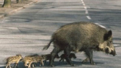 LA SICCITA’ SPINGE I CINGHIALI IN CITTA’ E SUI LITORALI