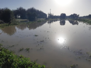 MALTEMPO: COLDIRETTI PUGLIA, PIOGGIA È MANNA SU CAMPI ARSI DA SICCITÀ