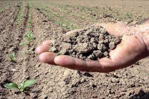 SICCITÀ: COLDIRETTI PUGLIA, BENE RICHIESTA DECLARATORIA STATO CALAMITÀ PER TUTTA LA PUGLIA