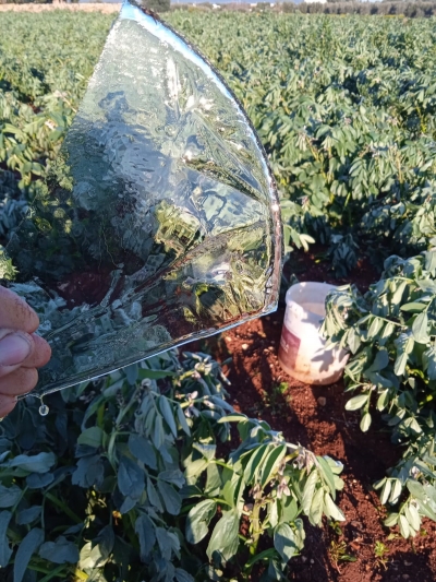 GELO: COLDIRETTI PUGLIA, A RISCHIO ALBERI IN FIORE E PRIMIZIE IN CAMPO DA PISELLI A FAVE