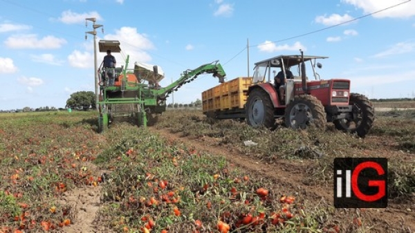 COLDIRETTI PUGLIA, PIOGGE RITARDANO TRAPIANTI POMODORO