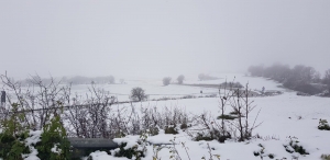 COLDIRETTI PUGLIA, NEVE SU PIANTE IN FIORE