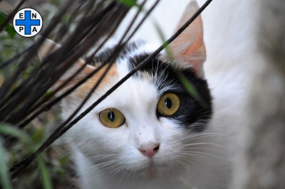 Picchia e uccide il gatto della fidanzata. Enpa lo denuncia e chiede riconoscimento pericolosità sociale