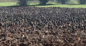 STORNI: COLDIRETTI PUGLIA,  AL VIA PRELIEVO IN DEROGA SU LITORANEA IN PIANA OLIVETATA