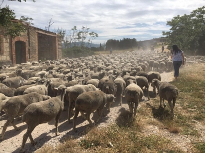 Tutto pronto per la festa della transumanza