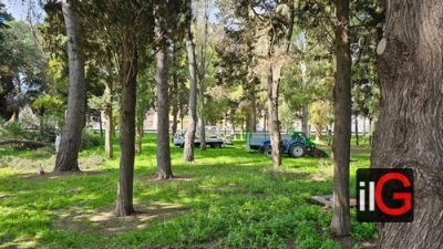 Mesagne. Maxi sradicamento di alberi, 130, nel cimitero