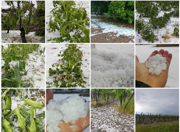 Calamità in agricoltura, il Masaf taglia i fondi per le polizze assicurative