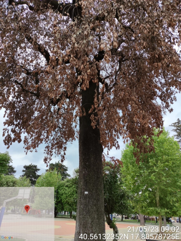 IL RICHIAMO INASCOLTATO DEGLI ALBERI DI MESAGNE E IL SIG. BIANCO.