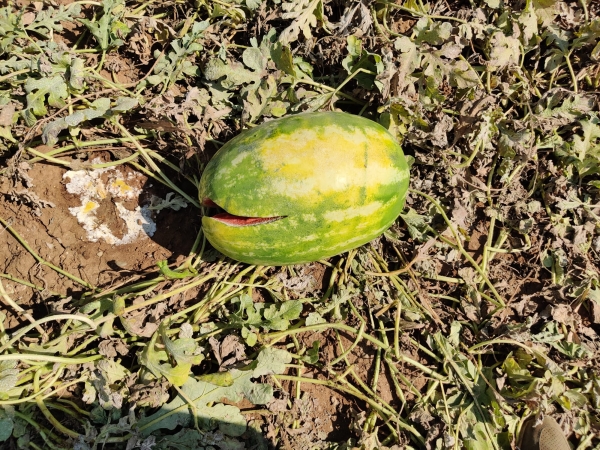 Meno 40%, Cia Puglia: “Crollo delle produzioni dell’ortofrutta”