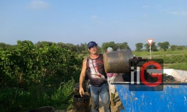 Iniziata la vendemmia dello Chardonnay in provincia di Brindisi