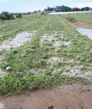 BOMBE D’ACQUA E FORTI RAFFICHE DI VENTO; CONTINUA A ‘CONSUMARSI’ LA TERRA IN PUGLIA