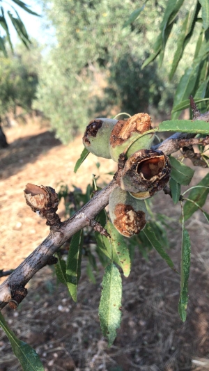 COLDIRETTI PUGLIA, SOS PAPPAGALLI VERDI IN PUGLIA