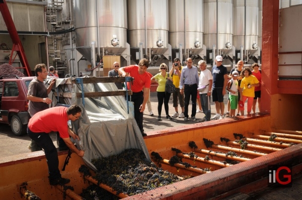 È LA VENDEMMIA, LE CANTINE SONO APERTE